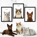 Three framed, modern-style pet portraits hanging above a brown puppy and two cats sitting against a white backdrop.